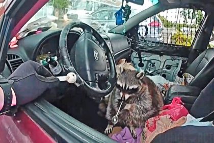 Police Find Raccoon With Meth Pipe in its Mouth During Ohio Traffic Stop