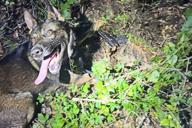 K9 Max Finds Gun Used To Shoot At Slidell Police Officers