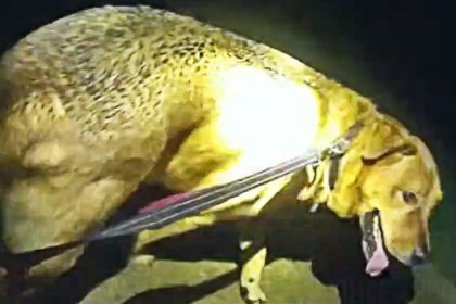 Dog Leads Florida Deputy to Missing Elderly Woman