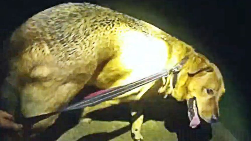 Dog Leads Florida Deputy to Missing Elderly Woman