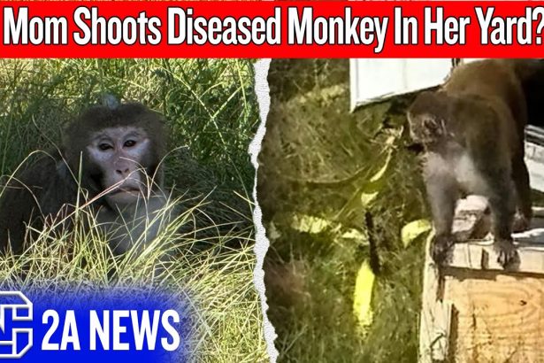 She Shot an Escaped Monkey — But Was She Wrong?