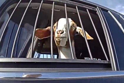 Texas Cop Detains Runaway Goat on Busy Road