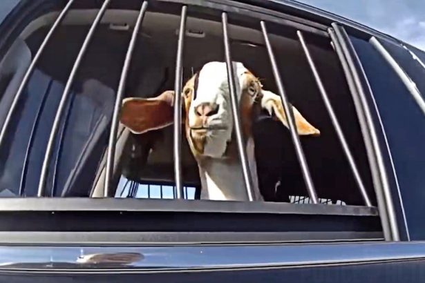 Texas Cop Detains Runaway Goat on Busy Road