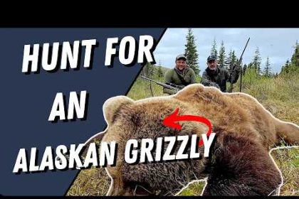 Hunting an Alaska Grizzly Bear