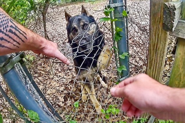 Police K9 Bites His Handler During Search For Fleeing Suspect