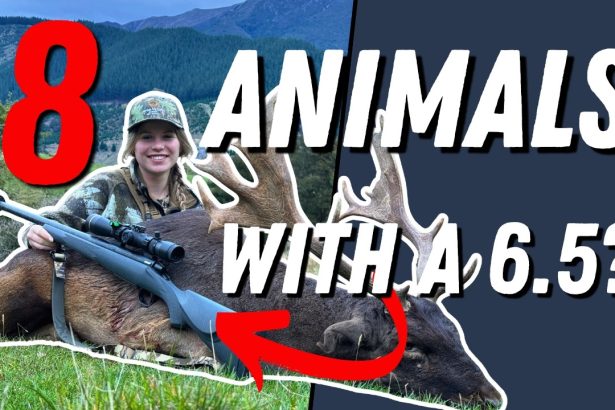 8 Animals. 9 Shots. One 6.5 Rifle!