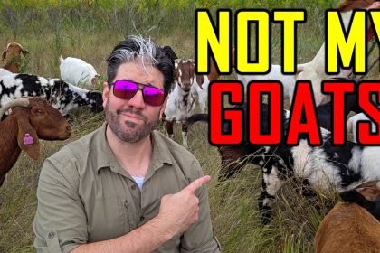 I Failed at Homesteading. Here’s Why.